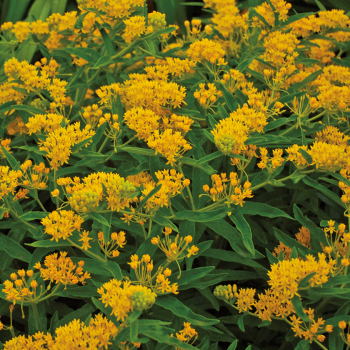 Butterfly Weed, Hello Yellow Butterfly Weed, Hello Yellow