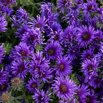 Aster Grape Crush