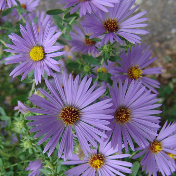 Aster October Skies