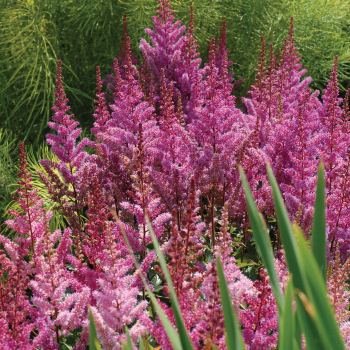 Astilbe, Maggie Daley