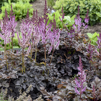 Astilbe, Dark Side of the Moon
