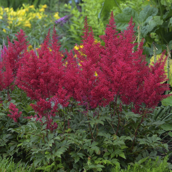 Astilbe, Red Sentinel