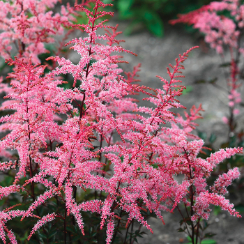 Astilbe, Pretty in Pink