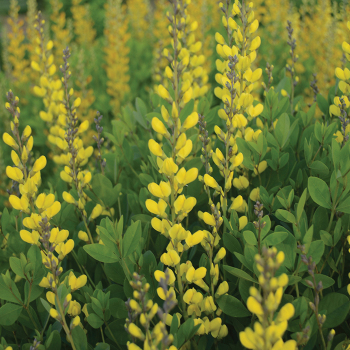 American Goldfinch Baptisia