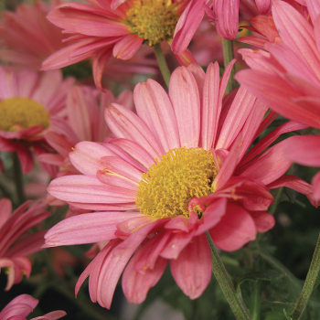 Product Image of Chrysanthemum, Mammoth™ Coral Daisy