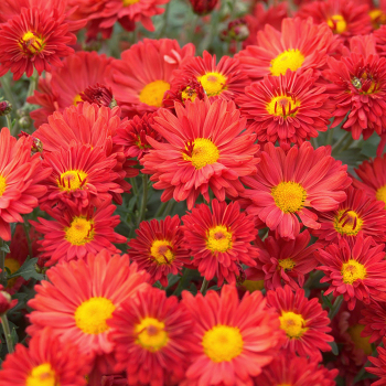 Product Image of Chrysanthemum, Mammoth™ Dark Bronze
