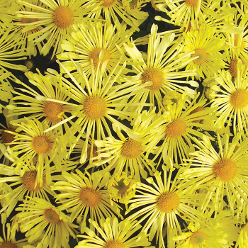 Product Image of Chrysanthemum, Mammoth™ Yellow Quill