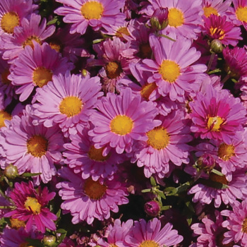 Product Image of Chrysanthemum, Mammoth™ Lavender Daisy