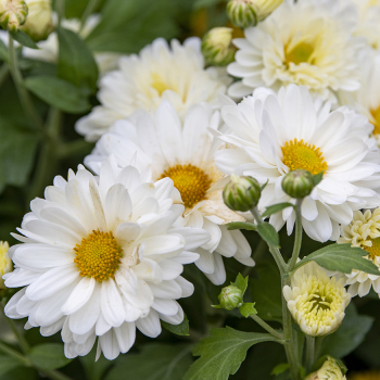 Chrysanthemum, Mammoth™ White Daisy