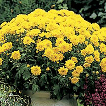 Tall Yellow Chrysanthemum