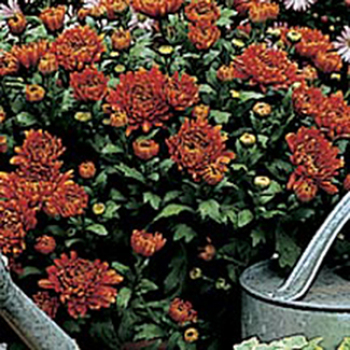 Tall Scarlet Chrysanthemum