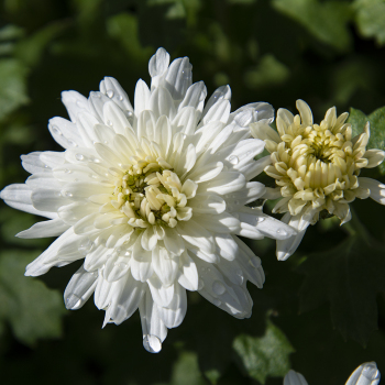 Tall White Chrysanthemum