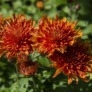 Tall Bronze Orange Chrysanthemum