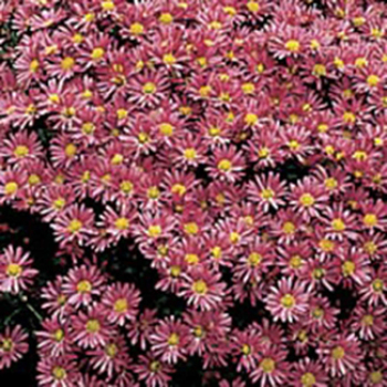 Rose-Pink Tall Chrysanthemum