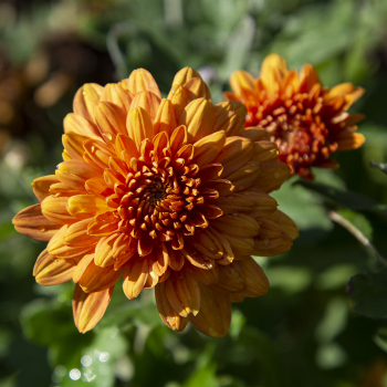 Dwarf Bronze Chrysanthemum