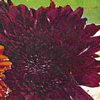 Dwarf Purple Chrysanthemum