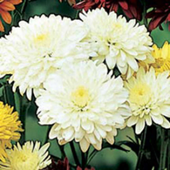 Dwarf White Chrysanthemum