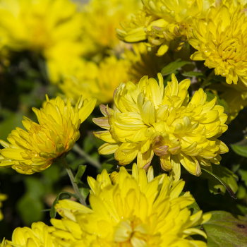 Dwarf Yellow Chrysanthemum