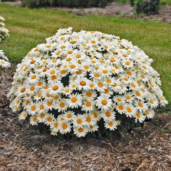 Whoops-A-Daisy Shasta Daisy