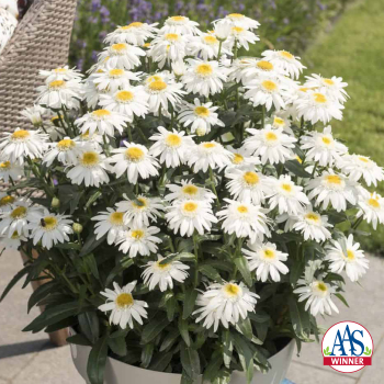 Shasta Daisy, Sweet Daisy® Birdy