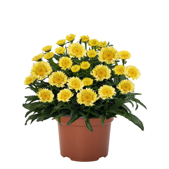Shasta Daisy, Sweet Daisy™ Izabel