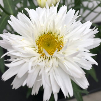 Shasta Daisy, Sweet Daisy® Rebecca
