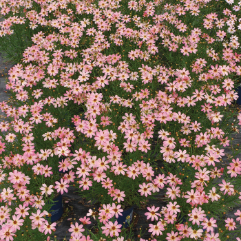 Permathread™ Shades Of Rose Coreopsis