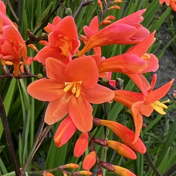 Crocosmia, Peach Melba
