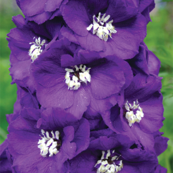Purple Passion Delphinium