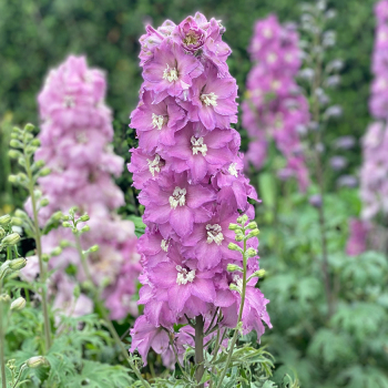 Delphinium, Mini Pinks