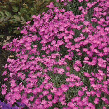 Dianthus: J.W. Jung Seed Company