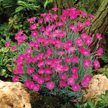 Dianthus, Firewitch 