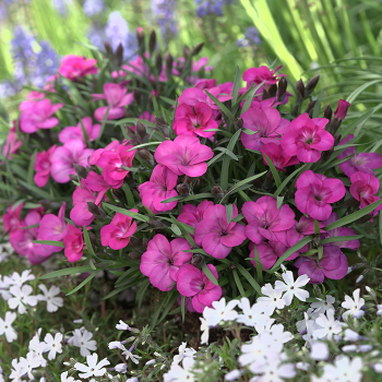 Dianthus, EverLast™ Neon Pink