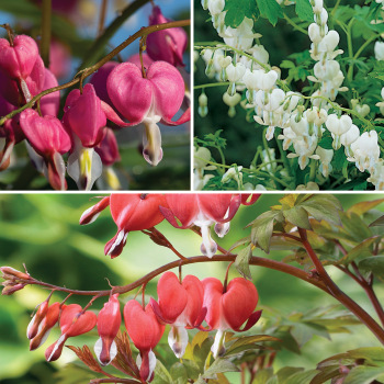 Product Image of Bleeding Heart, Giant Offer