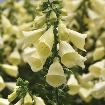 Foxglove, Arctic Fox™ Lemon Cream