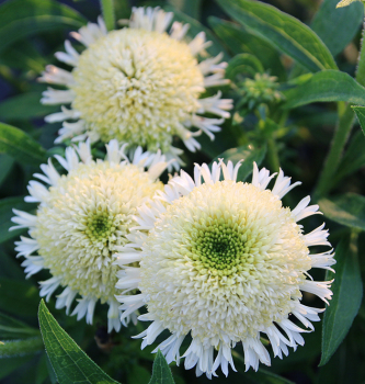 Echinacea, Delightful™ Lace
