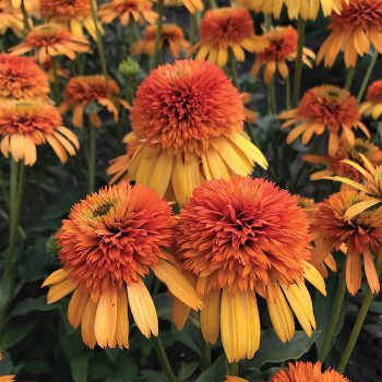 Product Image of Echinacea, Orange Fascinator
