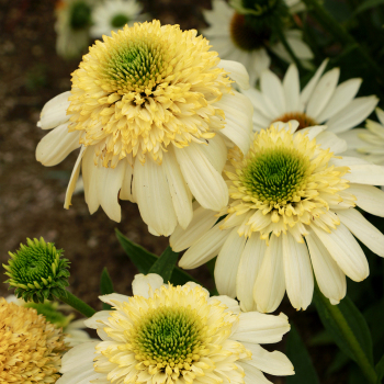 Echinacea, Fried Egg