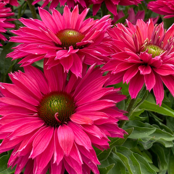 Echinacea, SunSeekers Sweet Fuchsia