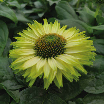 Product Image of Echinacea, SunSeekers Apple Green