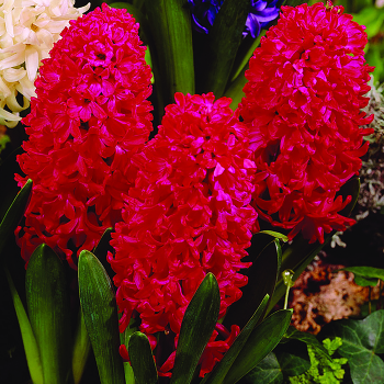Forcing Hyacinth Jan Bos