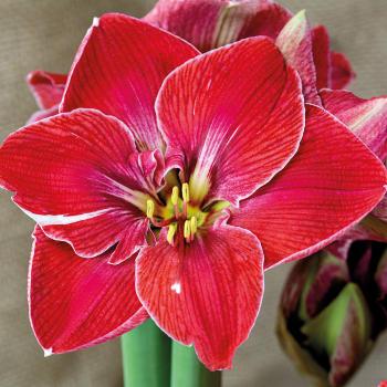 Amaryllis Magical Touch