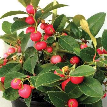 Berry Cascade™  Creeping Wintergreen