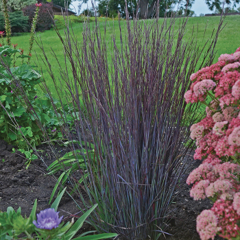 Grass, Smoke Signal Little Bluestem