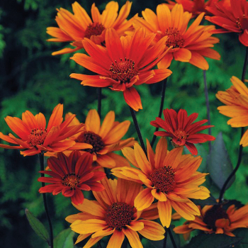 Heliopsis, Bleeding Hearts