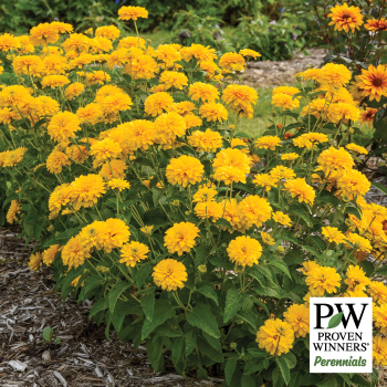 Heliopsis, Rays for Days