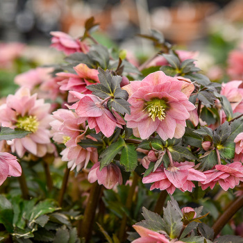Helleborus Mother of the Bride