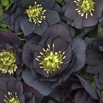 Helleborus, Wedding Party® Dark and Handsome