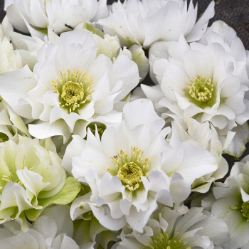 Helleborus, Wedding Party® Wedding Bells