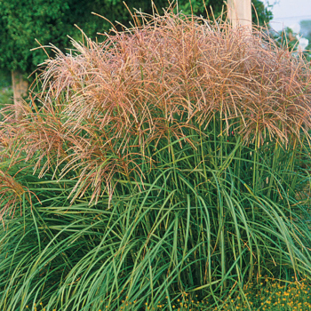 Grass, Huron Sunrise Maiden